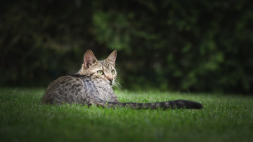 Картинка животные коты взгляд растения