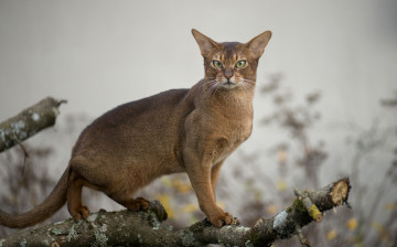 Картинка животные коты дикая взгляд кошка