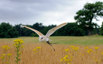 Картинка животные совы сова летит