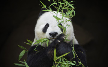 Картинка животные панды животное мишка шкура окрас панда
