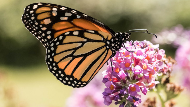 Обои картинки фото животные, бабочки,  мотыльки,  моли, бабочка, brightness, butterfly, colors, расцветка, яркость