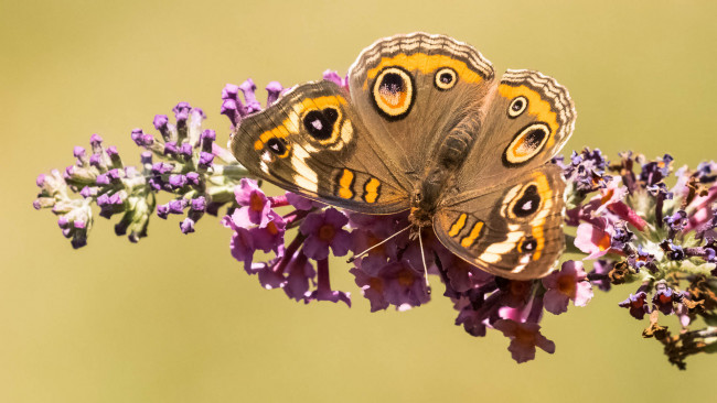Обои картинки фото животные, бабочки,  мотыльки,  моли, порхание, цветы, бабочка