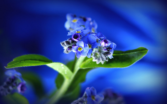 Обои картинки фото цветы, синие, фон, макро