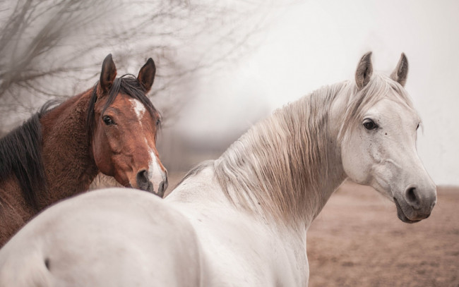 Обои картинки фото животные, лошади, природа, кони, фон
