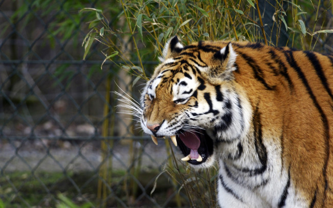 Обои картинки фото животные, тигры, растения, морда