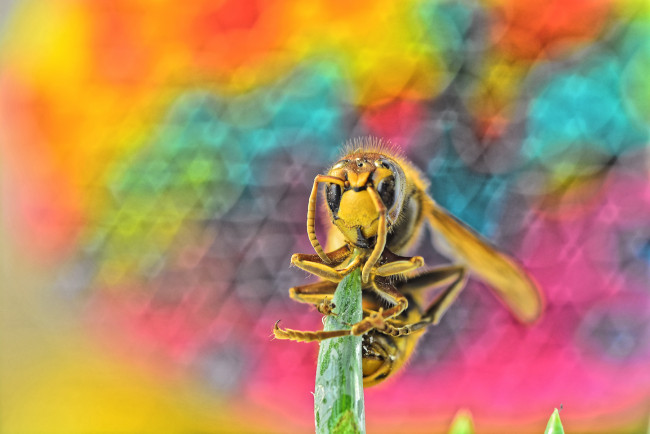 Обои картинки фото животные, пчелы,  осы,  шмели, фон, насекомое, пчела