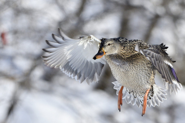 Обои картинки фото животные, утки, природа, полет, утка, птица, зима