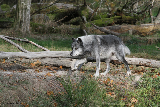 Обои картинки фото животные, волки,  койоты,  шакалы, белые, зима, стая, природа