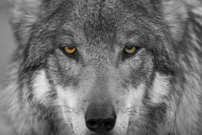 Обои картинки фото животные, волки,  койоты,  шакалы, взгляд, морда