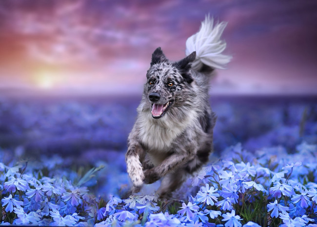 Обои картинки фото животные, собаки, цветы, природа, поле, пёс, собака, бег