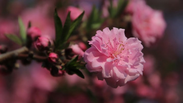 Картинка цветы сакура +вишня цветущая весна