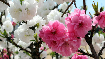 обоя цветы, сакура,  вишня, цветущая, весна