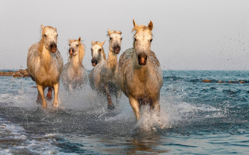 Картинка животные лошади белые море брызги