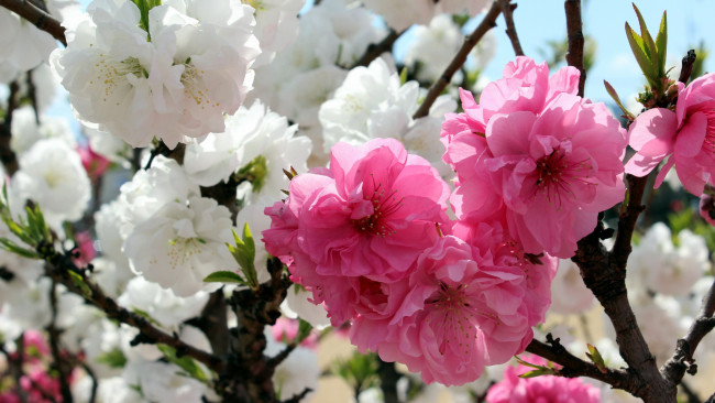 Обои картинки фото цветы, сакура,  вишня, цветущая, весна