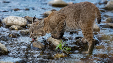 Картинка животные рыси хищники вода млекопитающие водопой большие кошки рысь кошачьи дикая природа