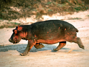 Картинка day at the races hippopotamus животные бегемоты