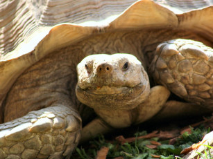 Картинка sac zoo tortoise животные Черепахи