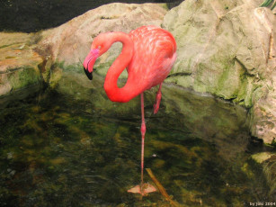 Картинка vancouver island victoria crystal garden flamingos животные фламинго