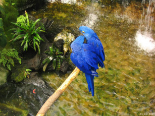 Картинка vancouver island victoria crystal garden blue macaws животные попугаи