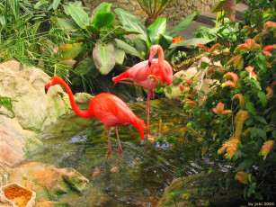 Картинка vancouver island victoria crystal garden flamingos животные фламинго