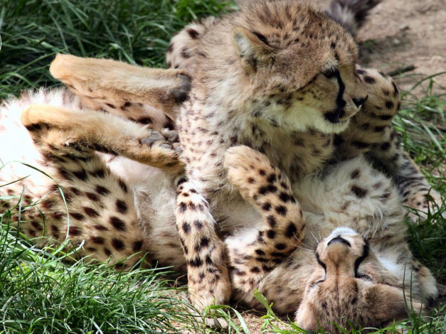 Обои картинки фото cicy, zoo, cheetah, cubs, животные, гепарды