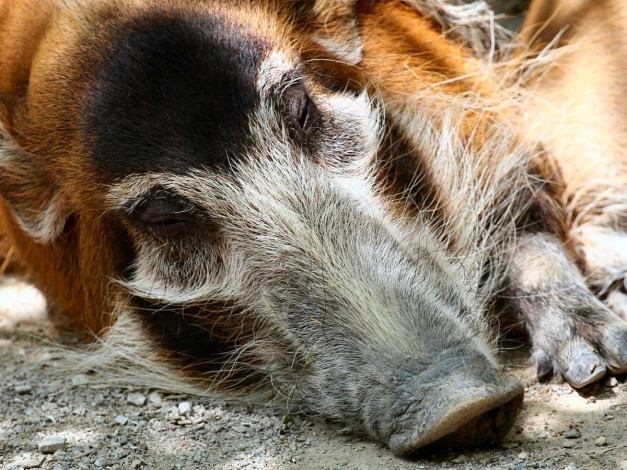 Обои картинки фото cincy, zoo, sleeping, red, river, hog, животные, свиньи, кабаны