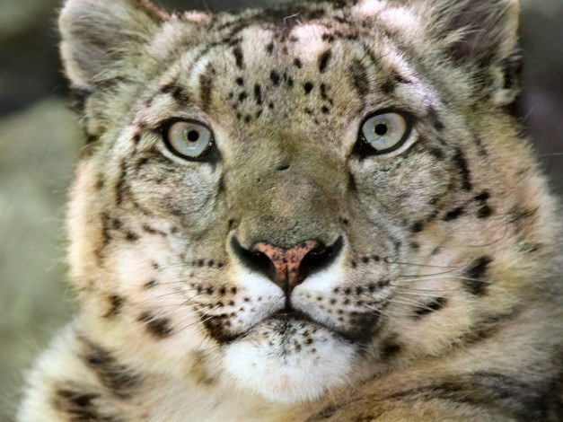 Обои картинки фото cincy, zoo, snow, leopard, животные, снежный, барс, ирбис