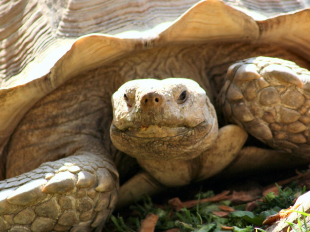 Обои картинки фото sac, zoo, tortoise, животные, Черепахи