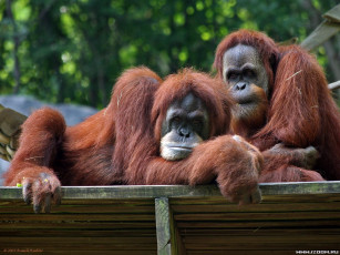 Картинка орангутанги животные обезьяны