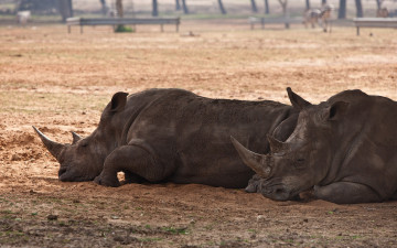 Картинка автор сергей доля животные носороги
