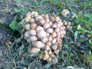 Картинка поганки природа грибы