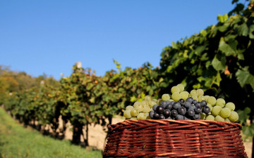 Картинка еда виноград виноградник урожай корзина