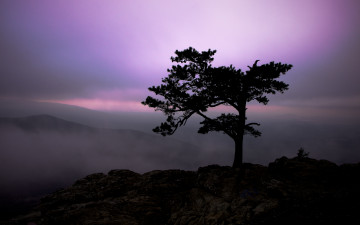 Картинка природа деревья горы