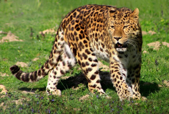 Картинка животные леопарды хищник рык