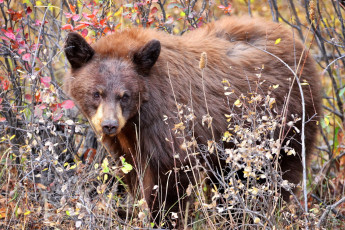 Картинка животные медведи осень природа медведь