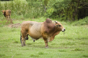 Картинка животные коровы буйволы буйвол