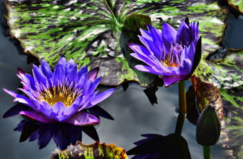 Картинка цветы лилии водяные нимфеи кувшинки вода фиолетовый