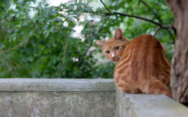 Обои картинки фото животные, коты, взгляд, балкон, кошка