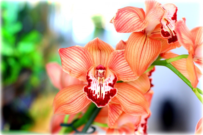 Обои картинки фото цветы, орхидеи, оранжевый, экзотика