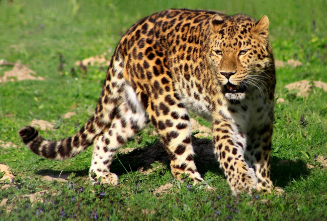Обои картинки фото животные, леопарды, хищник, рык