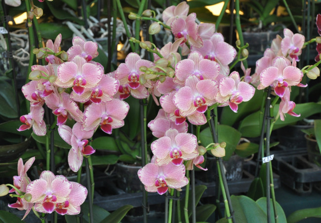 Обои картинки фото цветы, орхидеи, розовый, много