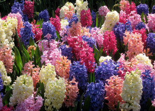Картинка цветы гиацинты разноцветный