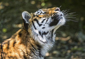 Картинка животные тигры голова