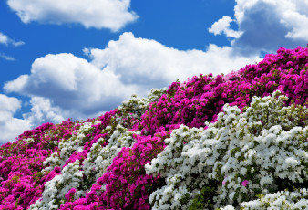 Картинка цветы рододендроны азалии облака небо кусты азалия