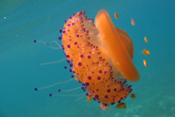 Картинка животные медузы красавица