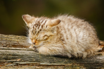 Картинка животные дикие кошки сон малыш лесной кот