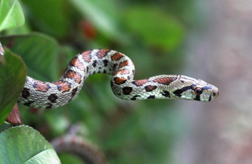 Картинка животные змеи питоны кобры гибкость