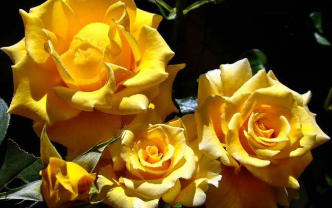 Обои картинки фото цветы, розы, роза, лепестки, бутон
