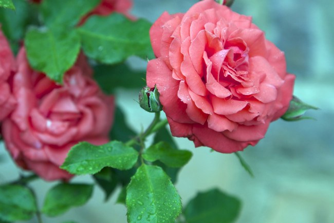 Обои картинки фото цветы, розы, бутончик, капли, макро
