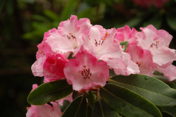Картинка цветы рододендроны+ азалии цветки лепестки цветение розовая азалия капли